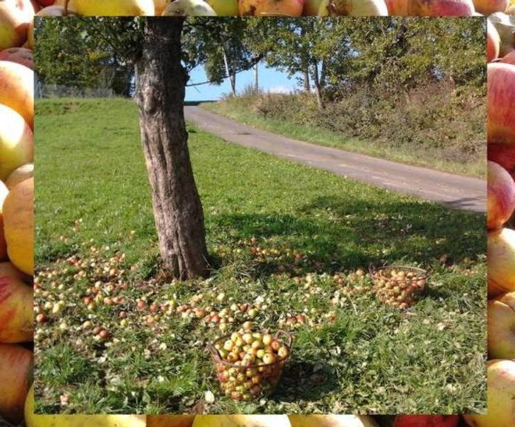 Ferienwohnungen Zeltnerhof Breitenbrunn  Exteriér fotografie
